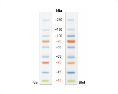 how-choose-right-protein-ladders-header-fluorescent-20-364-0064